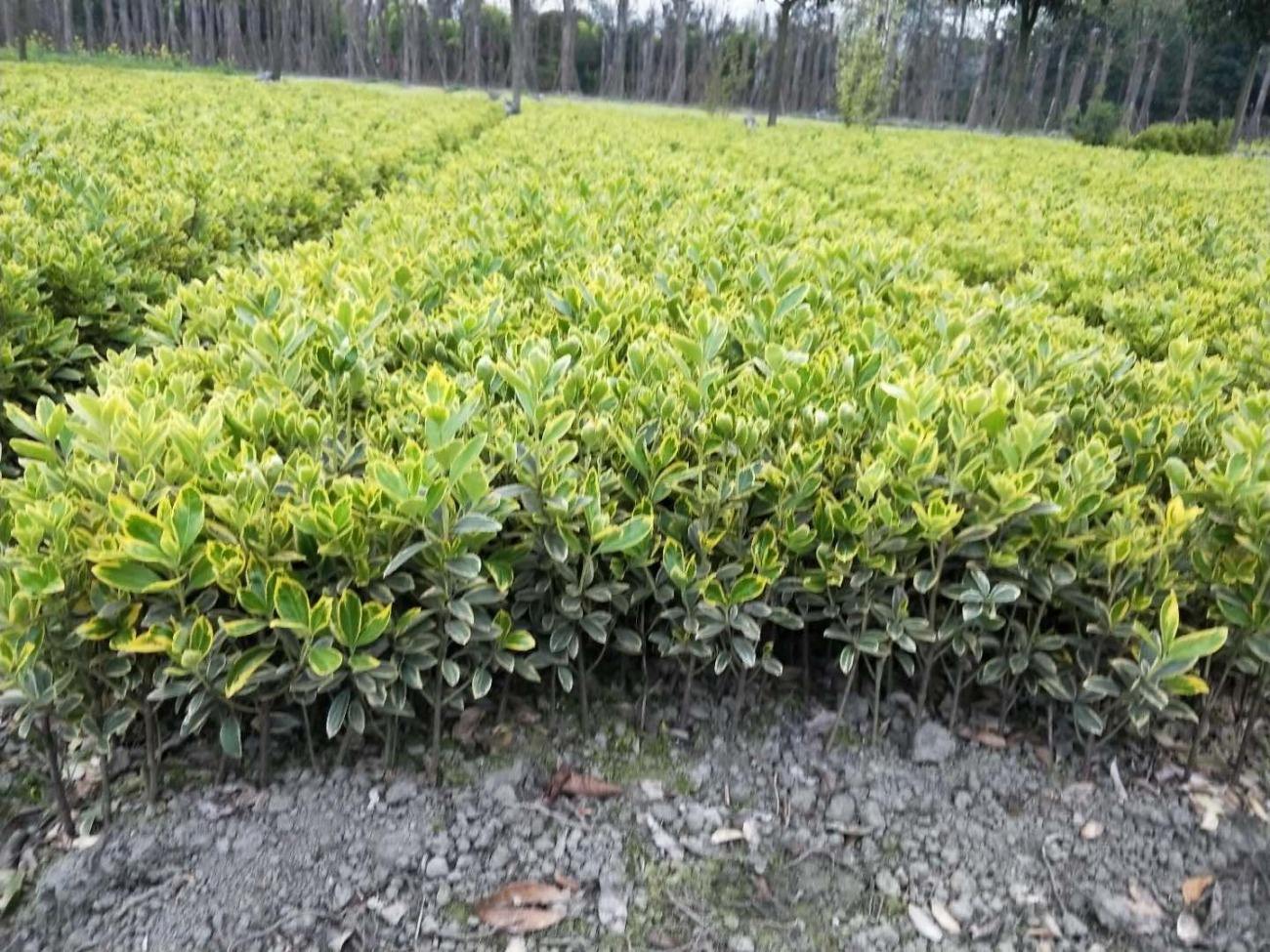 金心黄杨是什么(带你了解能对抗城市烟尘和甲醇的植物)-商机卡