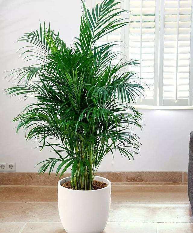 客厅里养这6种植物，不仅能净化空气，还能释放氧气，净化环境