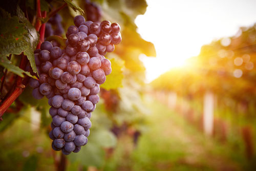 葡萄酒起源（美味‬葡萄酒的起源和风靡‬世界的原因）
