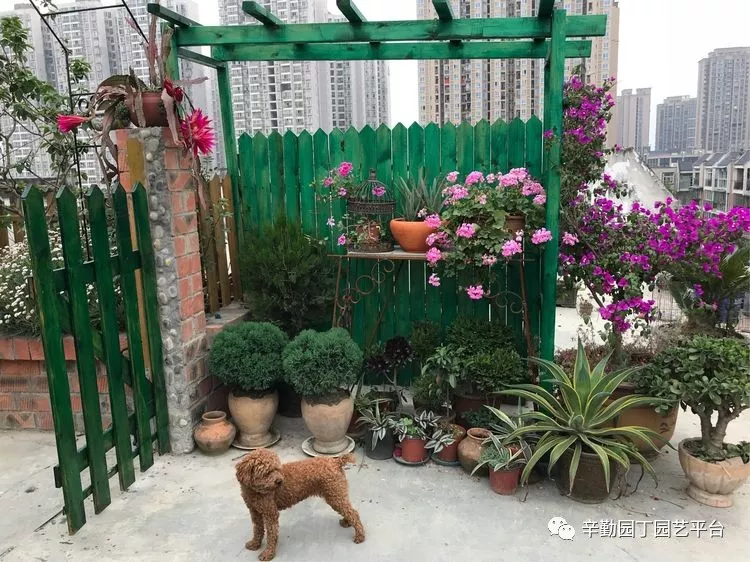 园丁奖花园组《002号》不离不弃,芳龄永继