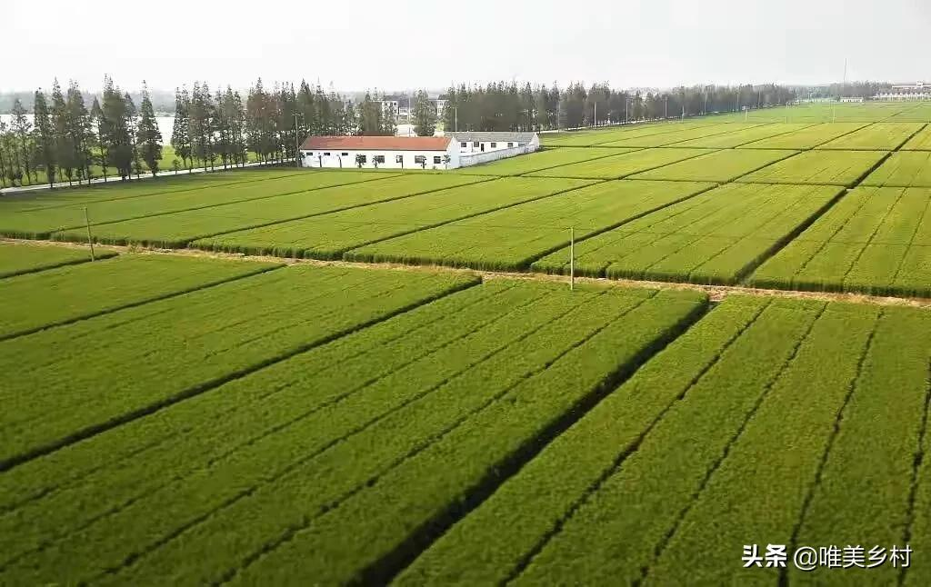 现代农业产业园，如何跑出2.0版？走好关键五步