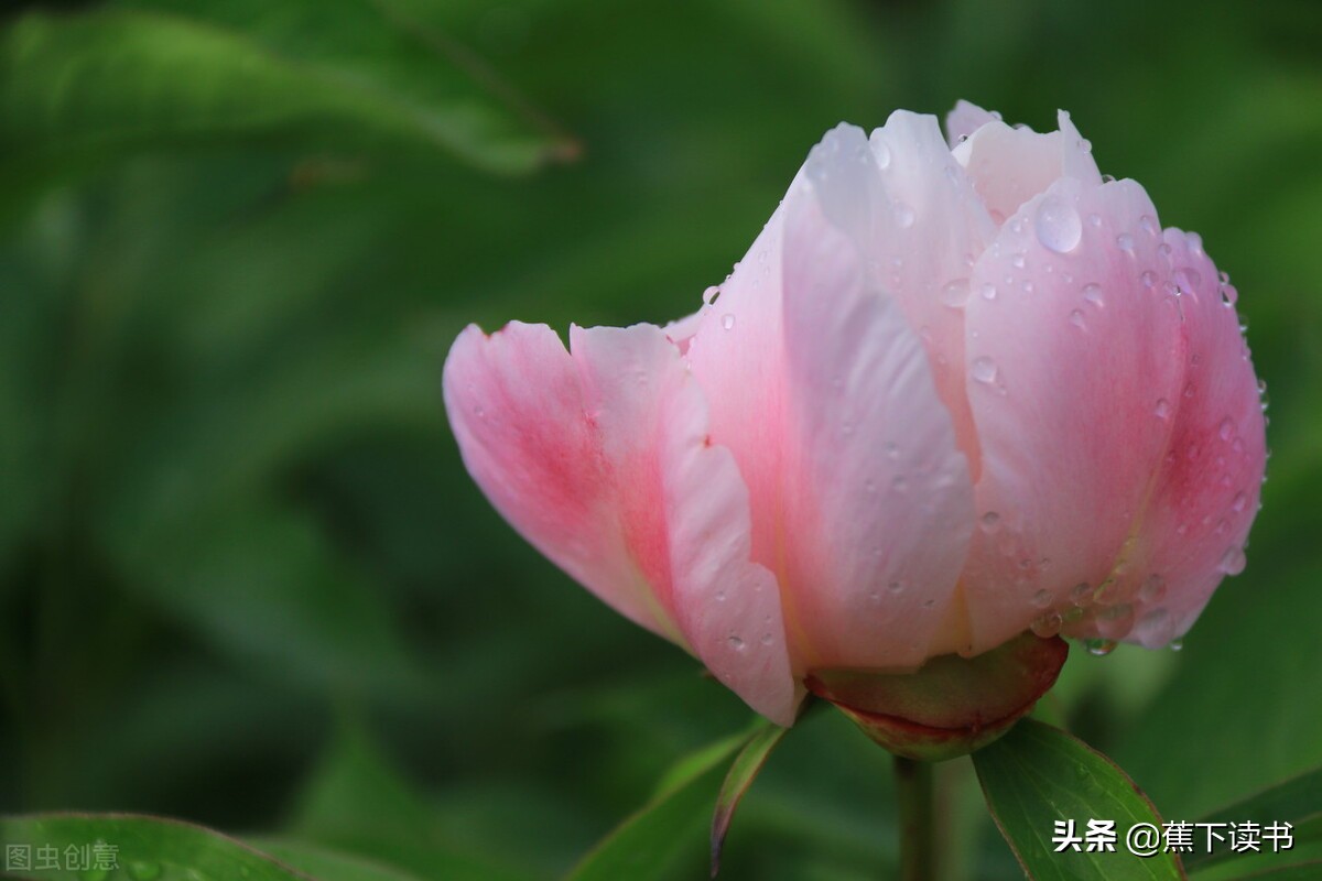 芍药花开，不负归期，不负人间四月天