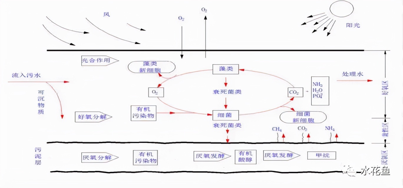 水产养殖尾水处理——多级人工湿地净水技术