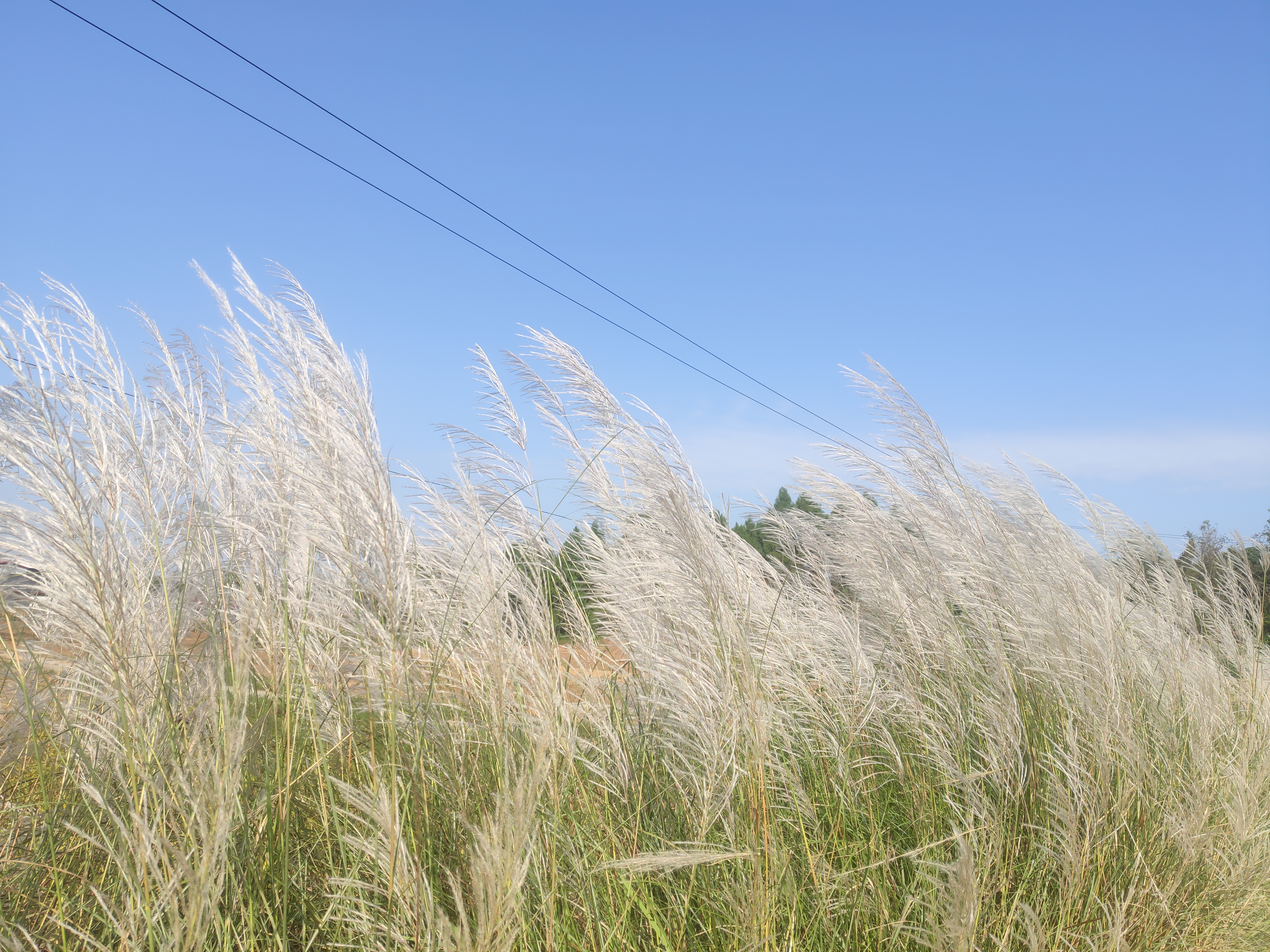 绵阳师范学院自考报名，学前教育专业简单，价格实惠