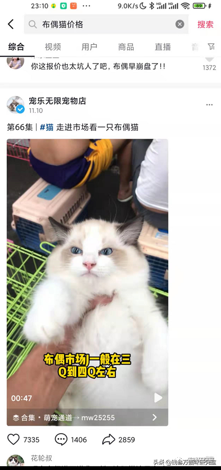 美短猫多少钱一只(买猫防坑指南3：猫的价格规律，和三十种常见品种猫的合理价格)