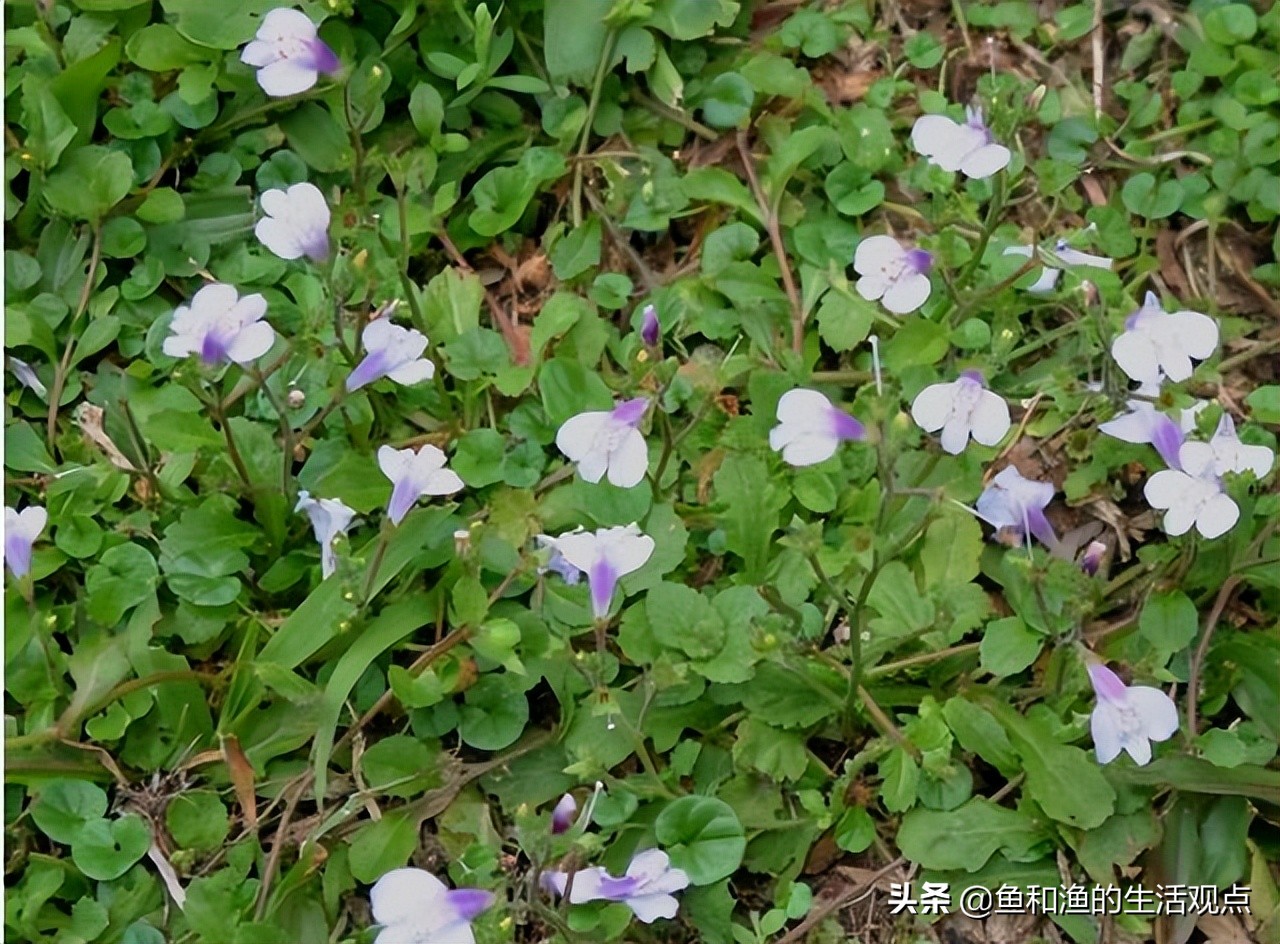 踏春必备"百草图"之三,身边那些有价值的野草,你能认识几种?
