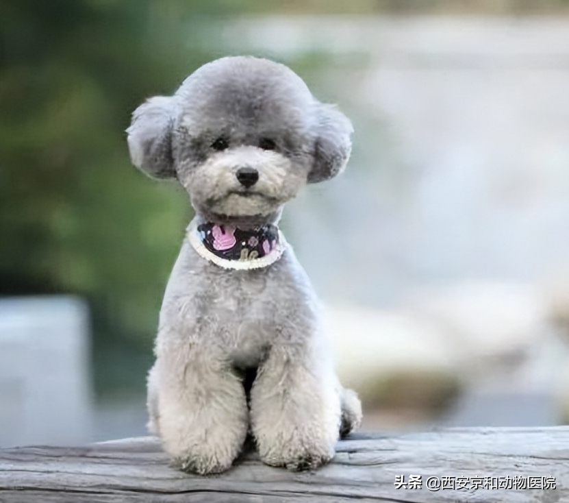 黑色泰迪狗图片造型(泰迪犬都有哪些颜色) - 赤虎壹号