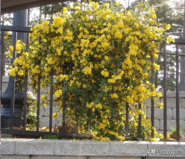 法国香水茉莉怎么养（法国香水茉莉的养殖方法和季节）