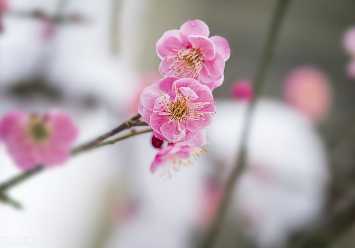 花开为谁思，落花满地伤