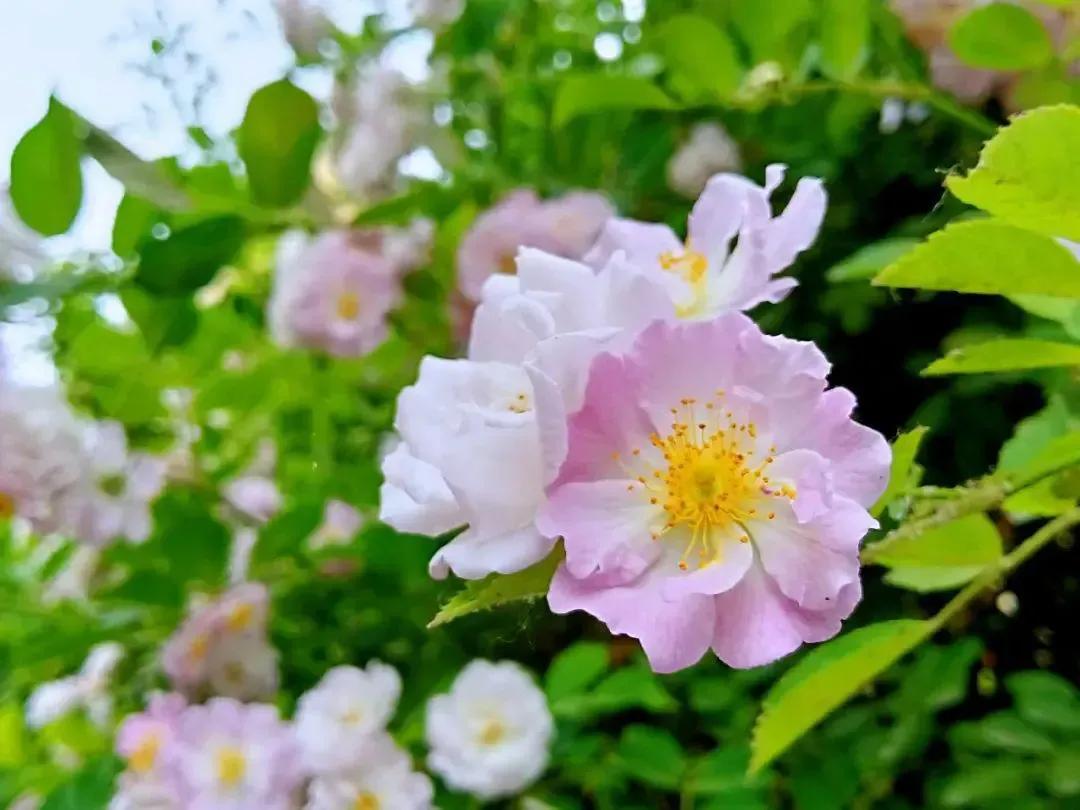 暮春时节唯美句子精选