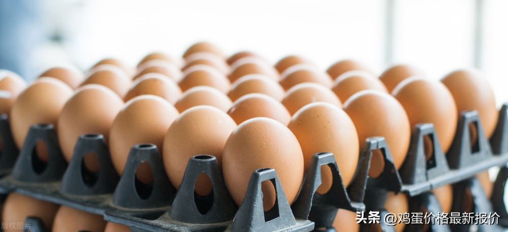 2022年12月7日（午间）鸡蛋价格最新报价行情