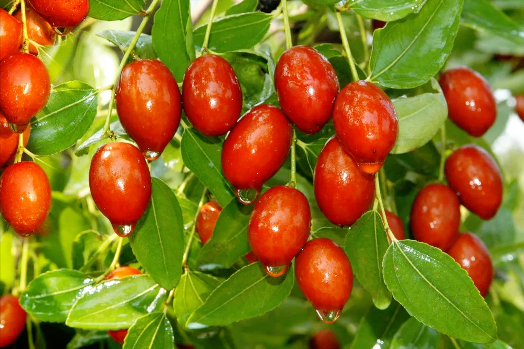 沧州美食沧州八大名吃(河北沧州有什么名吃) - 风集网