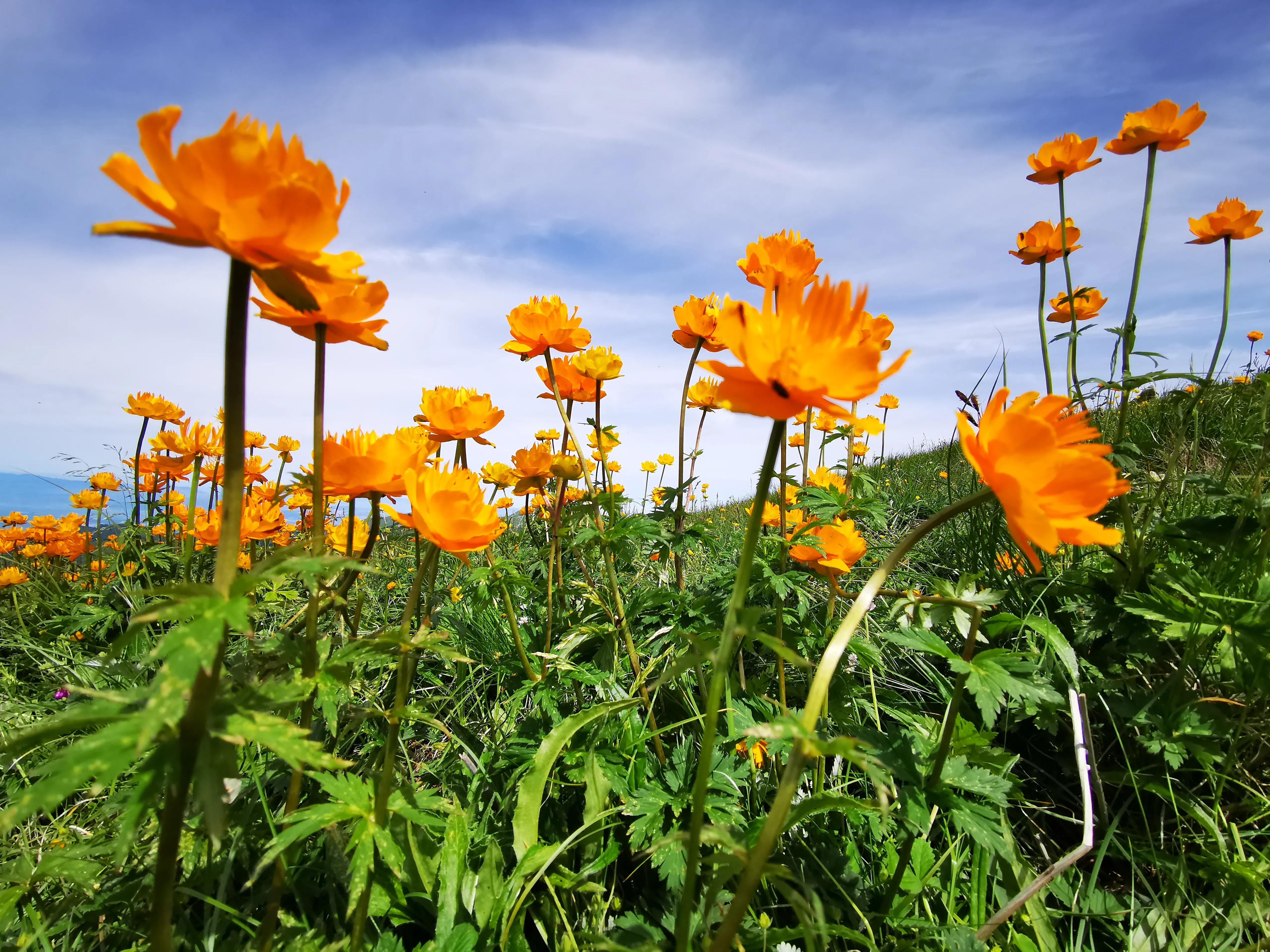 小五台金莲花,惊鸿一瞥后,我为你来