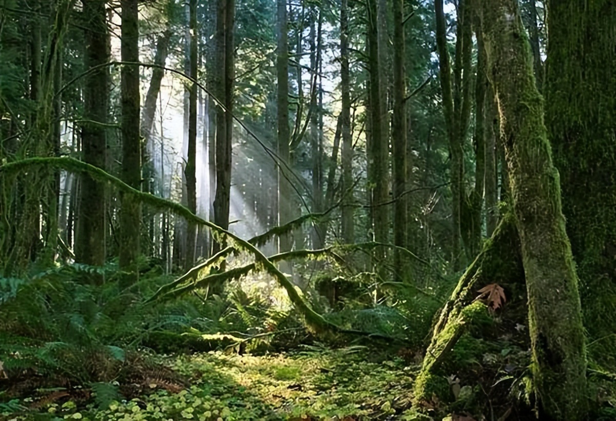 中国十大原始森林排名(中国最有名的原始森林)