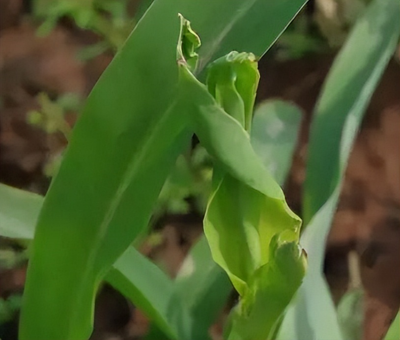 酵素農(nóng)業(yè)技術(shù)：不同作物缺鈣癥狀及酵素菌肥防治技巧