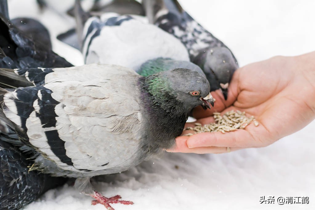 鸽子吃什么食物?黄玉米白玉米红玉米,哪种玉米饲喂鸽子营养最好