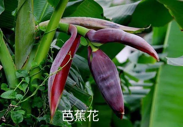 云南的春节作文500字（2022年昆明的春节）