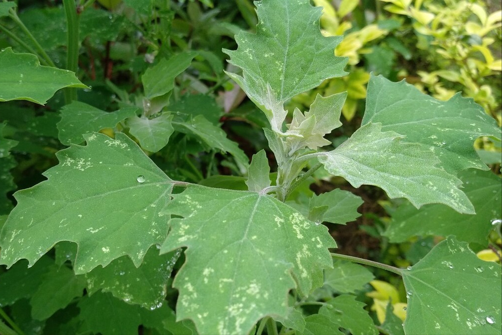 春天到了，30种野菜辨别图片，带你认识不同的野菜和吃法