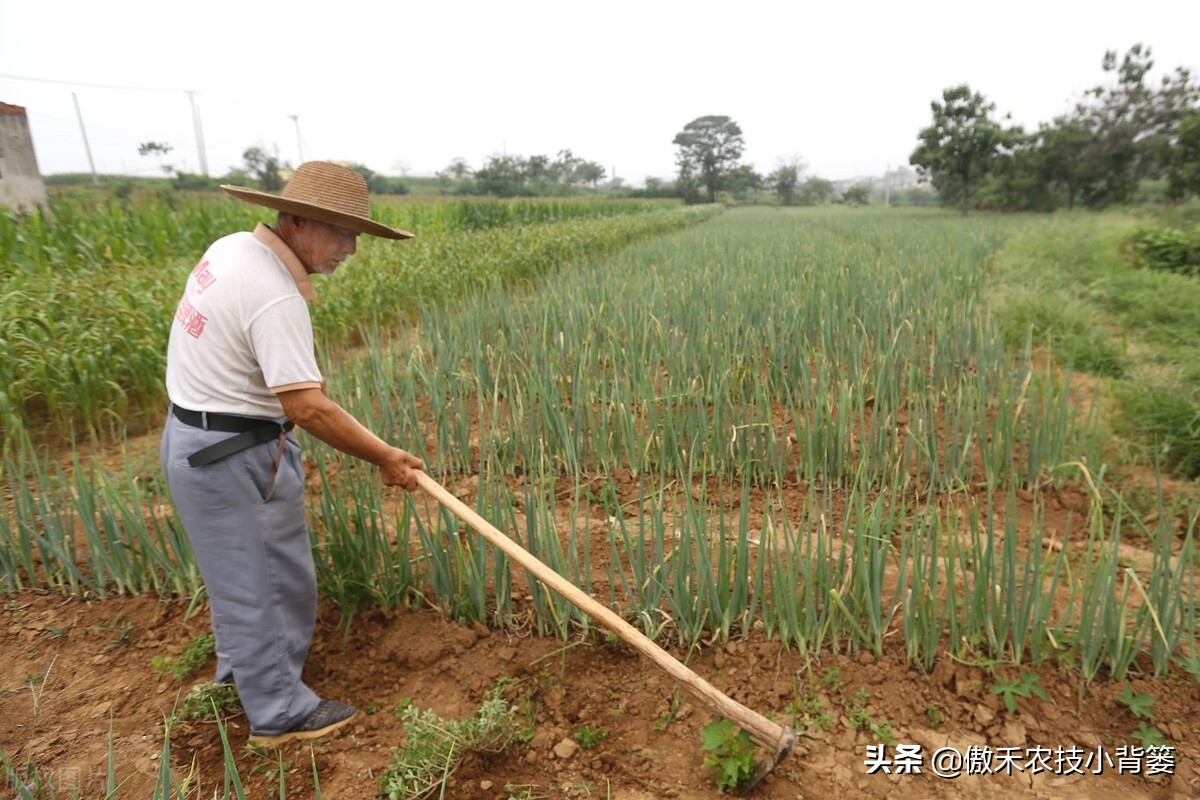 小葱的种植方法与时间（北方小葱的种植方法与时间）-第6张图片-科灵网