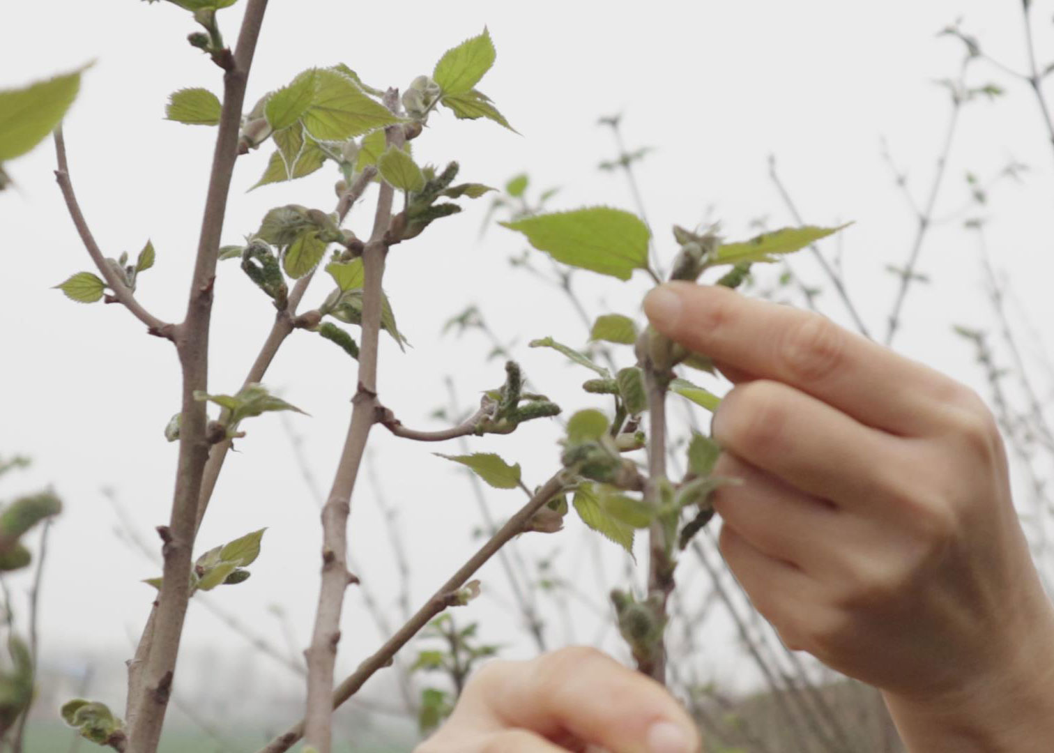 【椒盐楮不揪】
