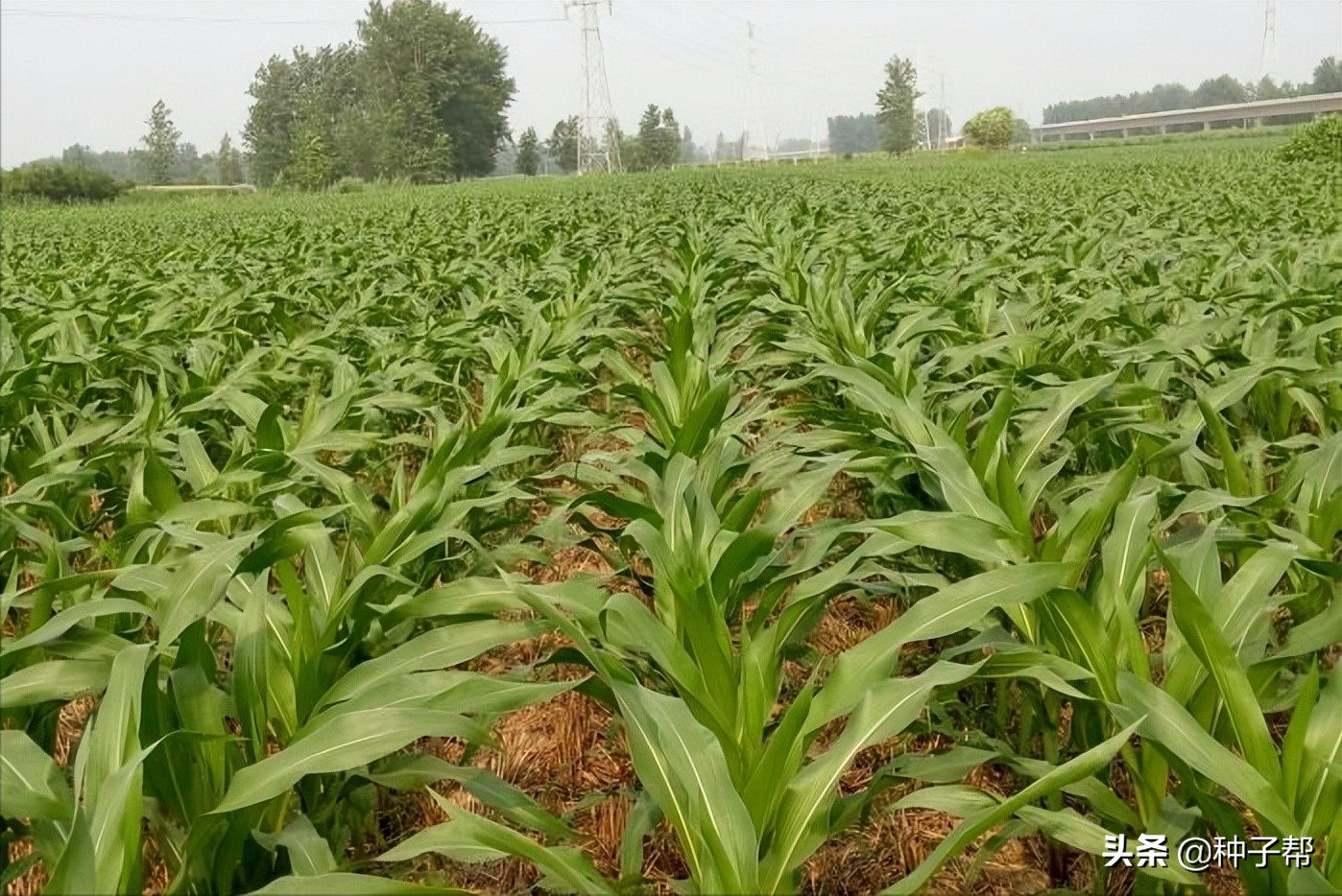 湖北养牛种草，墨西哥玉米草亩产20吨鲜草，甜度大，增重效果好