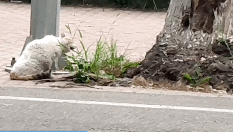 最伟大的作品？也许藏在这里……