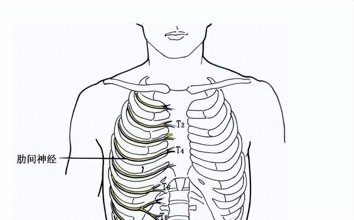 胸口中间部位示意图图片