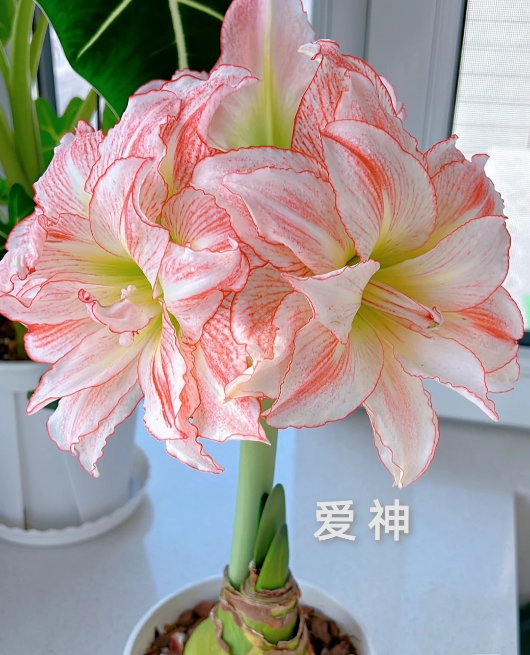 26码睡衣穿多大(最受欢迎的20种朱顶红,个个花大色艳,开花不断)