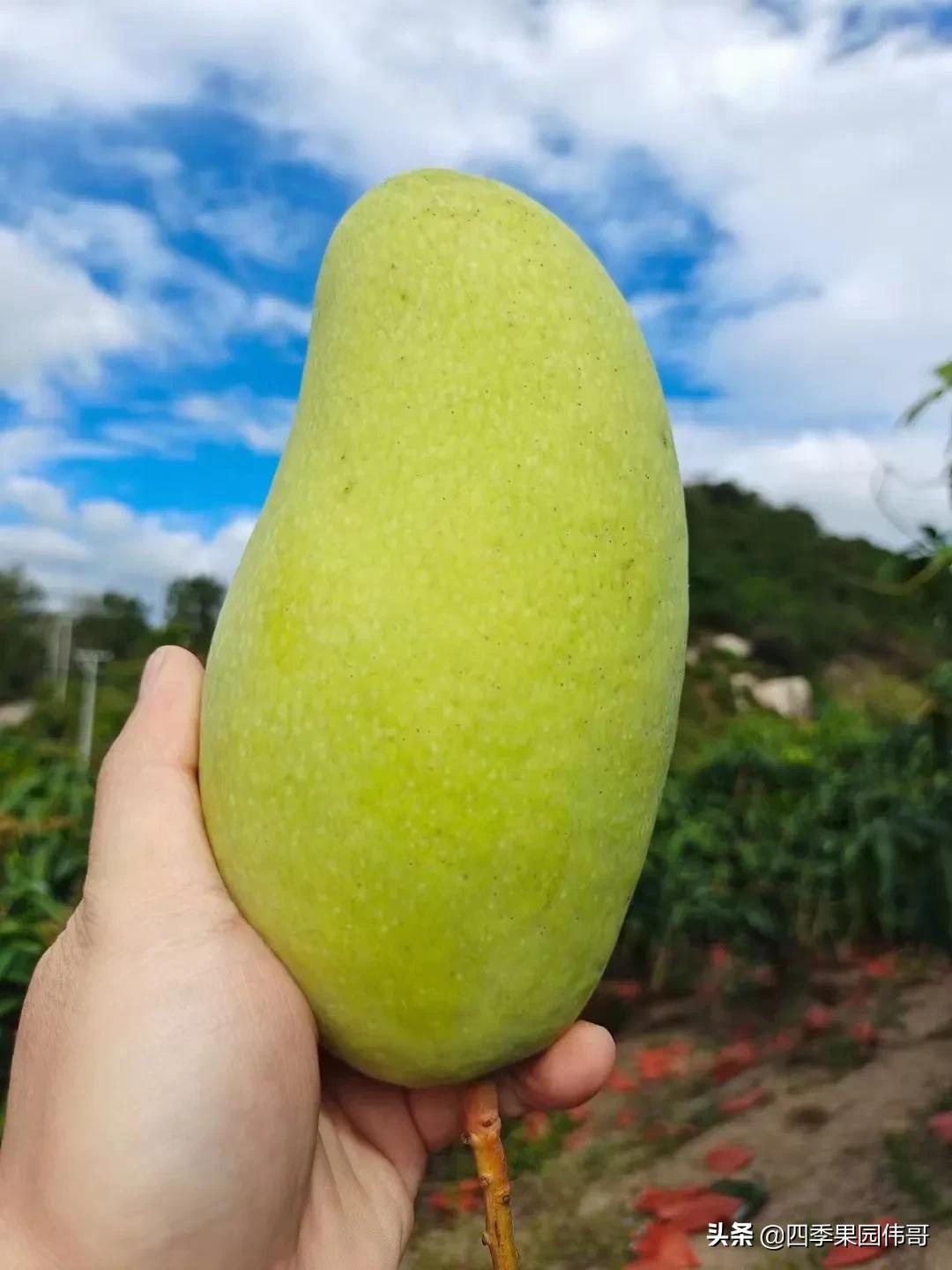 金煌芒果唯美句子_晶羽文学网