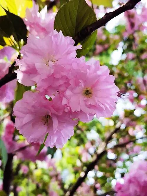 早樱是什么植物（垂枝大叶早樱枝叶花介绍）