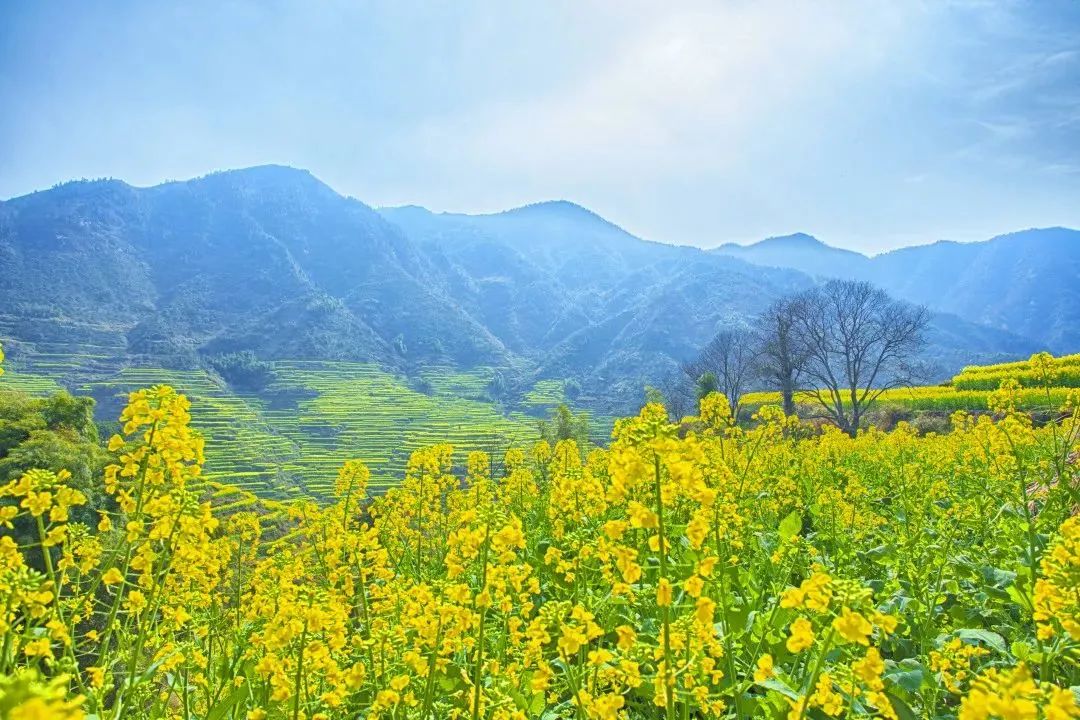 阳春三月，宜到篁岭来赏春