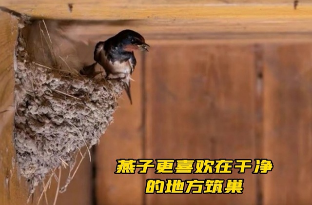 在农村，燕子怎样确定垒窝地址？说来你可能不信，你我也有参与