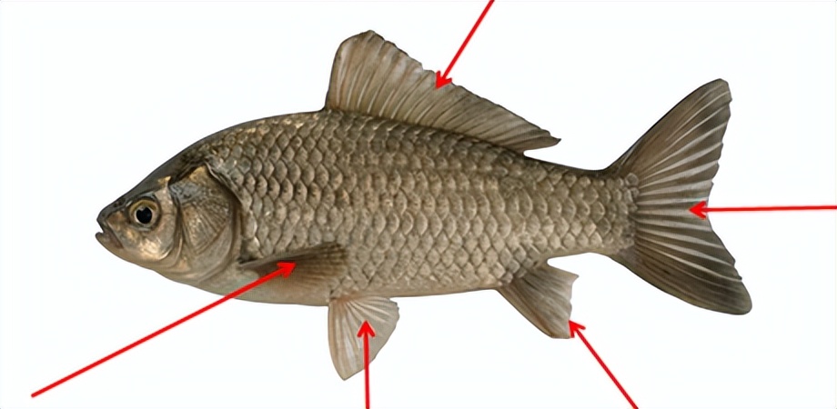 釣魚也需要基本功？什么是釣魚基本功，不練就能釣到魚嗎？