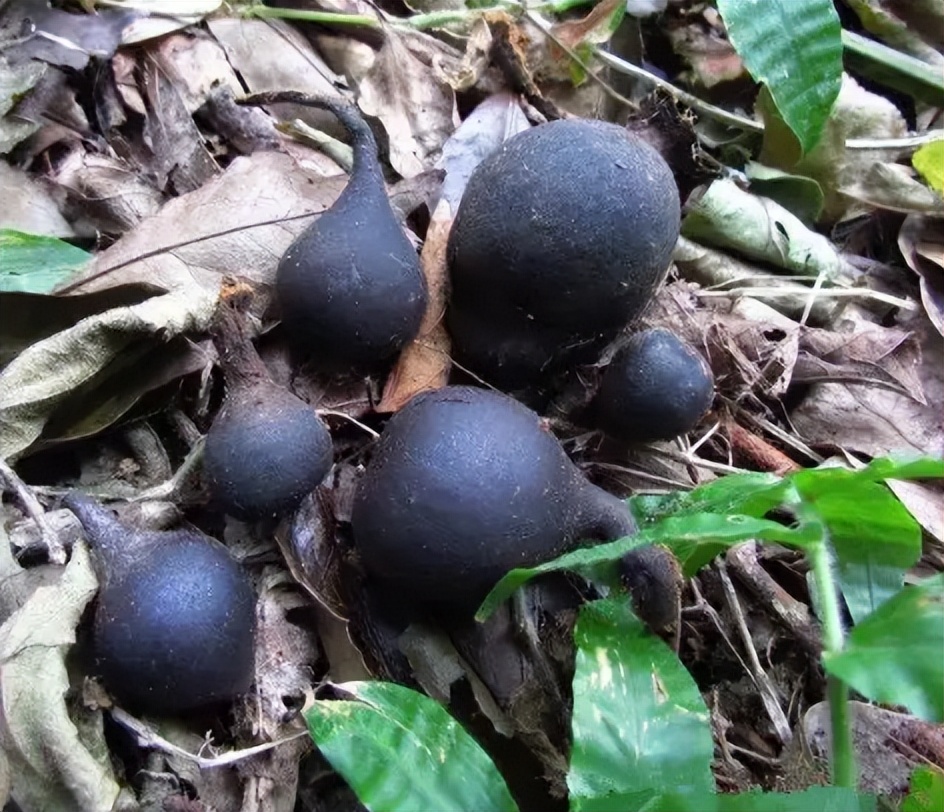 白参菌多少钱一斤(它叫) - 价格百科