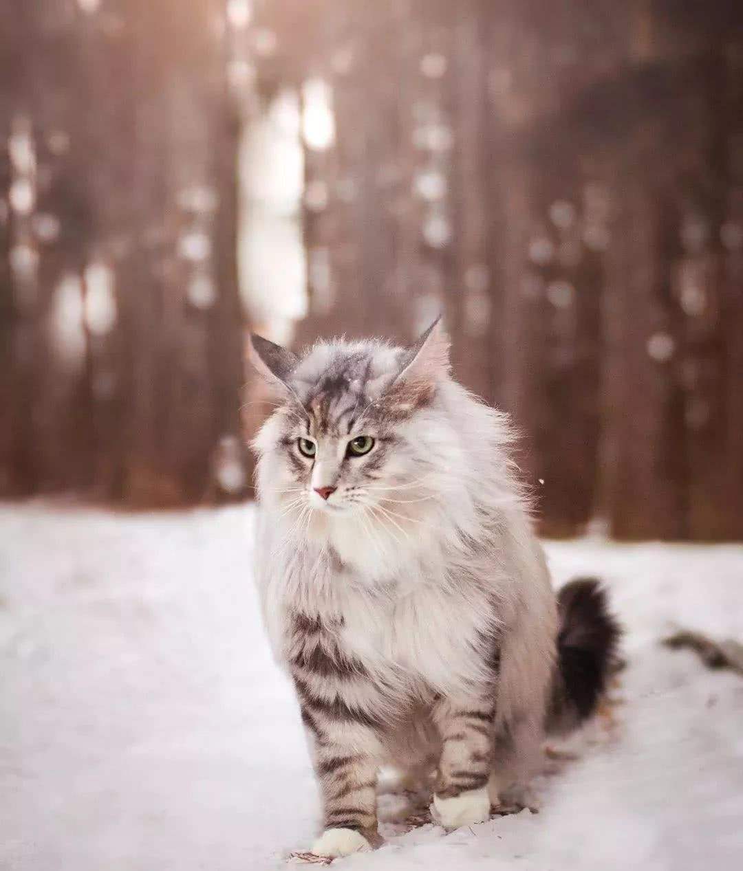挪威猫(这辈子,请一定要养一只挪威森林猫)