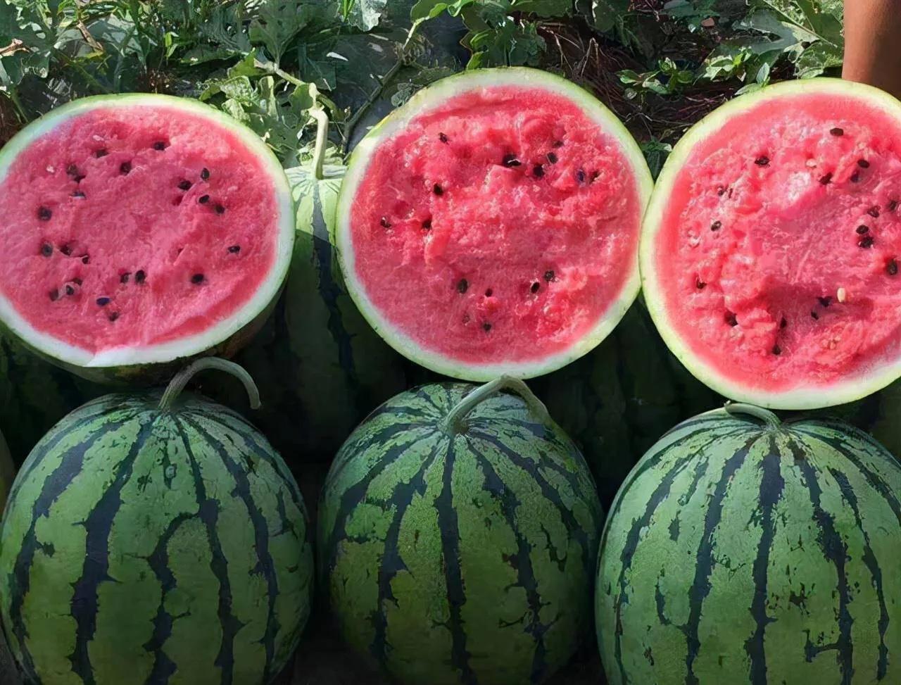 甘肃省白银市靖远县也是国内著名的西瓜产地,跟宁夏中卫市类似,靖远县