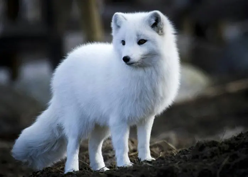 北极狐被灌食直到压断四肢，只为获取皮草，多销往中国