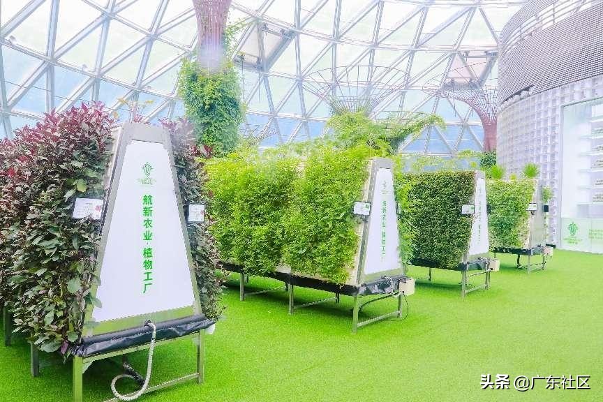 “黑米主食化”大湾区新闻发布会暨产学研合作签约仪式顺利举办