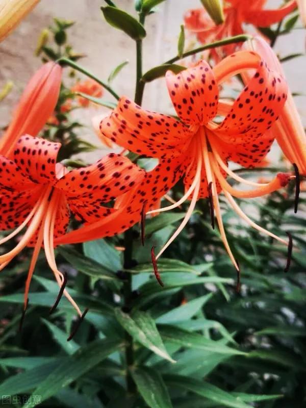 一花一世界，金牛辞旧迎虎来，鲜花带“虎”送祝福，新年幸福满满