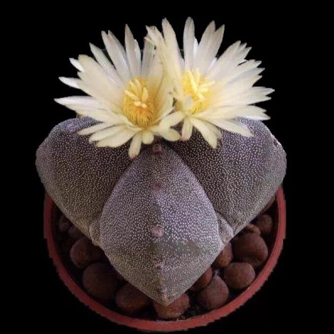 85,松霞86,眩美玉87,明日香姬圣诞树88,黄氏火焰88,卡莱主教火焰复色