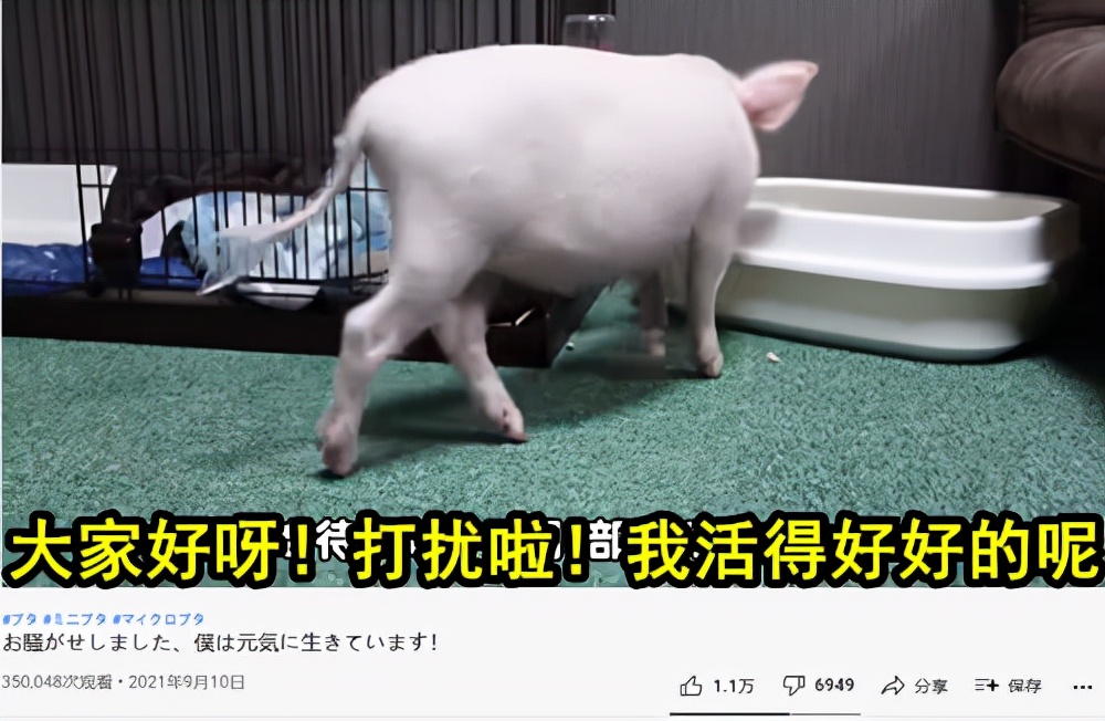 2021年奇异事件Top15：世界最大的兔子被偷、长着人牙的怪鱼