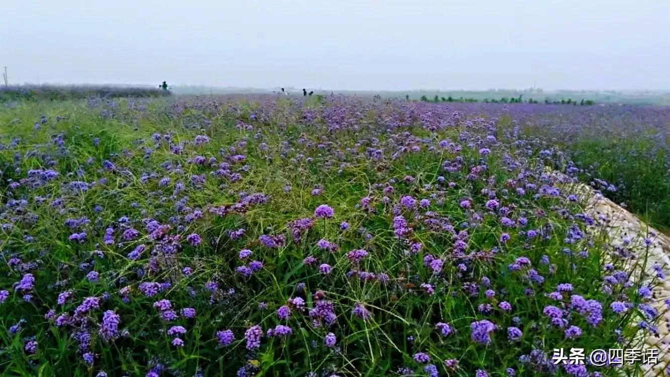 每一棵树、每一朵花，都值得用心呵护