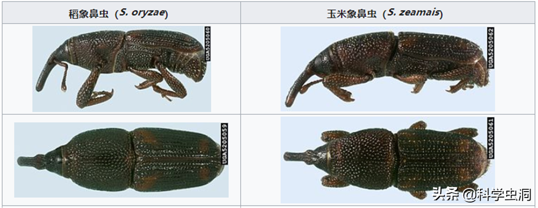 米长了黑色的虫子还能吃吗（米长了黑色的虫子还能吃吗图片）-第9张图片-昕阳网