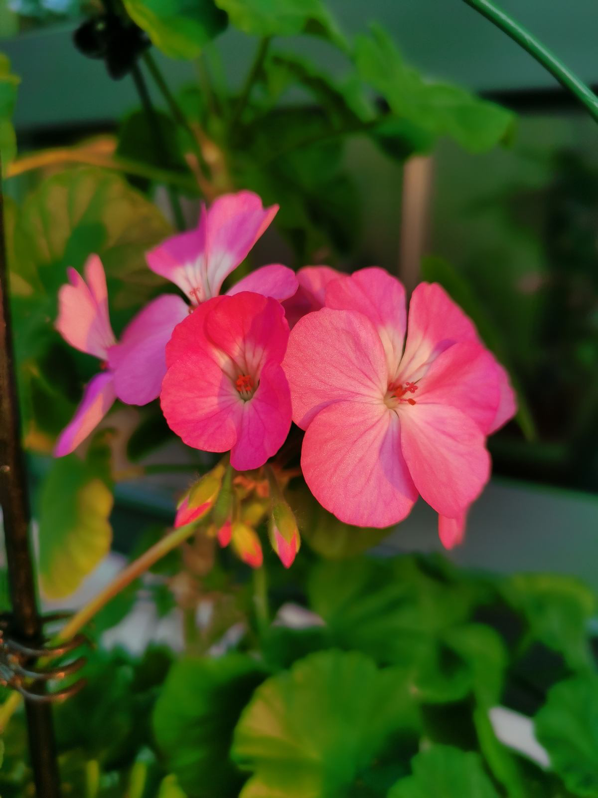 春天有哪些花开（盘点那些春天开花的花朵）