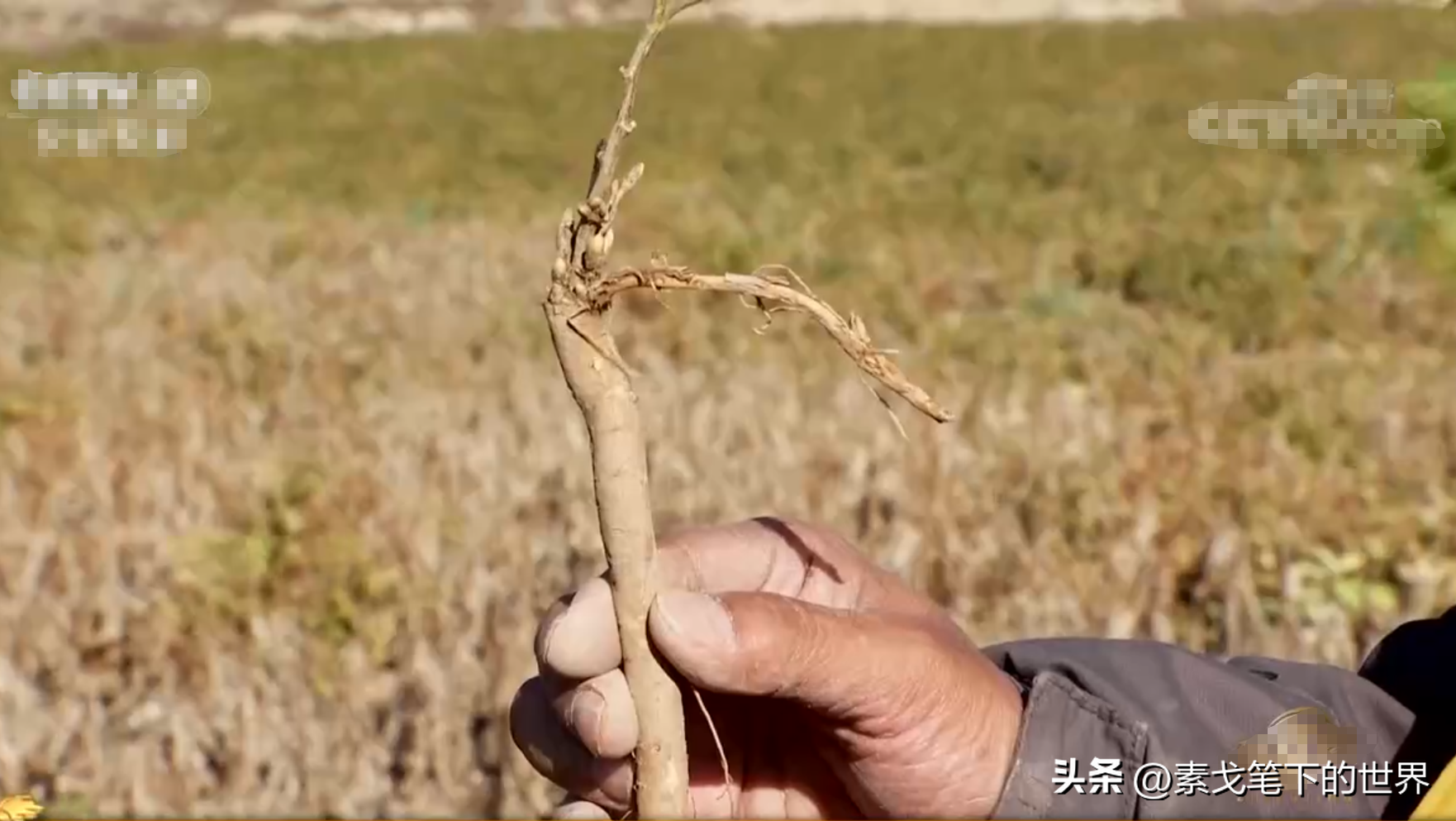 甘肃女子砸千万绿化万亩沙漠，13年后只因地里的宝贝，年入2.7亿