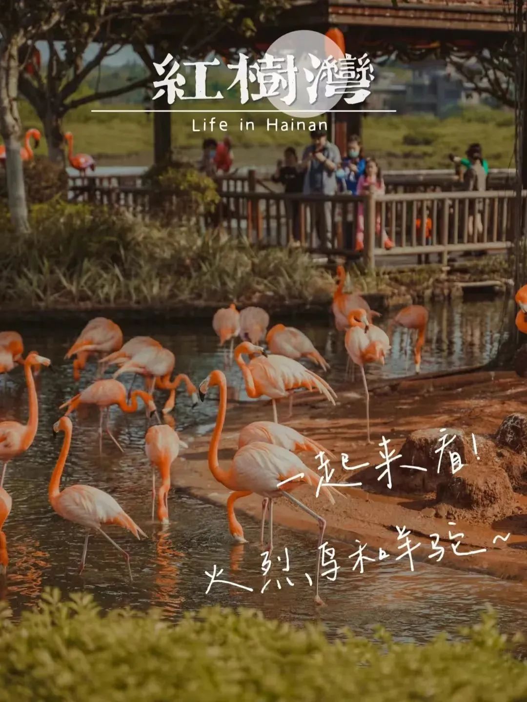 海南最后一片净土！这座无人打扰的海滨慢城，物价低到感人