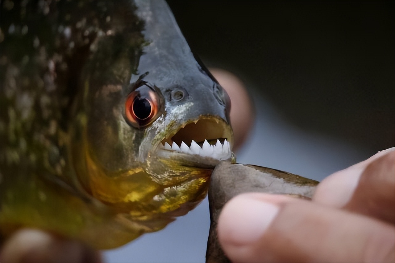 而之所以有这样的称号,主要原因是这边区域的生物非常恐怖,人类根本没