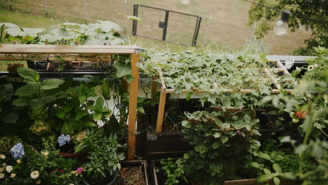 20平方菜园设计图片(48岁太太在8㎡阳台上种出20余种蔬菜，比种花种草，更有成就感)