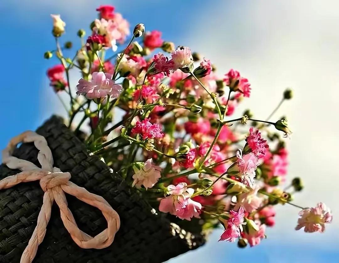 女人如花，人生如花，花如梦