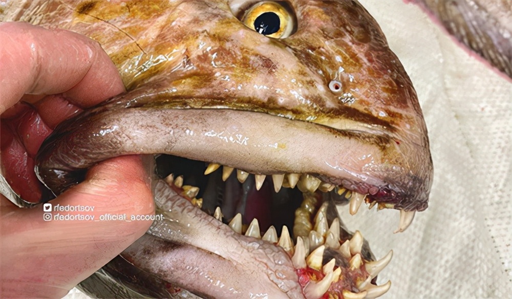 网红俄罗斯渔夫又捞出深海怪鱼了,一个比一个更像外星生物